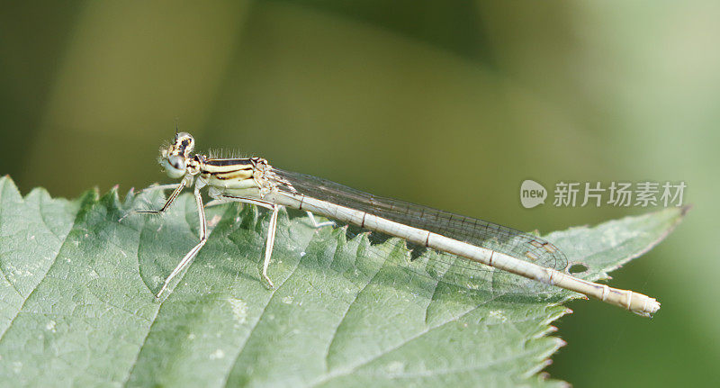 白腿豆娘(Platycnemis pennipes)雌性